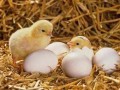 鸡蛋怎么孵出小鸡（鸡蛋怎么孵出小鸡不用孵化器）