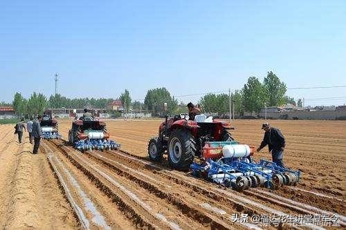 花生什么时候播种（春季花生什么时候播种）-第3张图片-巴山号