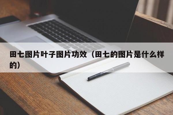 田七图片叶子图片功效（田七的图片是什么样的）-第1张图片-巴山号